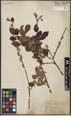 Foto von Salix aurita L.
